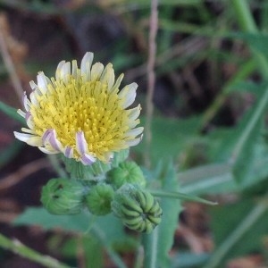 Photographie n°2213509 du taxon Sonchus oleraceus L. [1753]