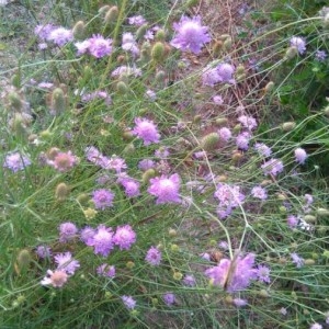 Photographie n°2213524 du taxon Scabiosa triandra L. [1753]