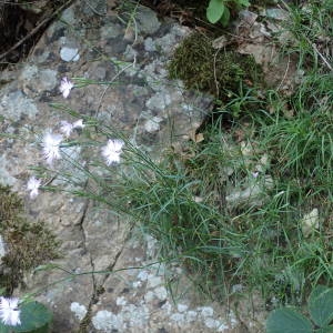 Photographie n°2213592 du taxon Dianthus hyssopifolius L. [1755]