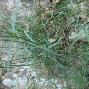 Photographie n°2213594 du taxon Dianthus hyssopifolius L. [1755]