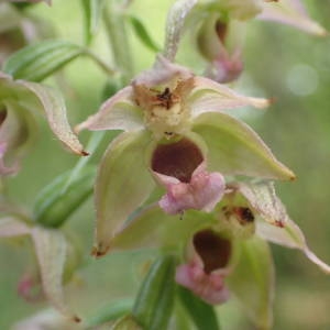 Photographie n°2213603 du taxon Epipactis helleborine (L.) Crantz [1769]