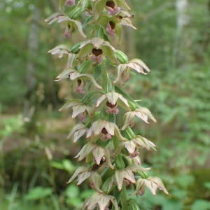 Photographie n°2213607 du taxon Epipactis helleborine (L.) Crantz [1769]