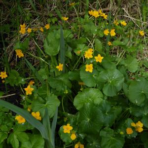 Photographie n°2213610 du taxon Caltha palustris L. [1753]