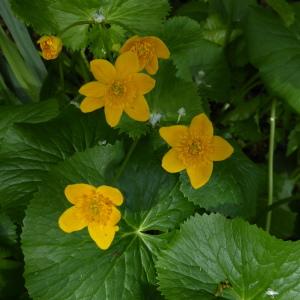 Photographie n°2213611 du taxon Caltha palustris L. [1753]