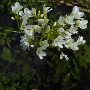 Photographie n°2213623 du taxon Nasturtium officinale R.Br. [1812]