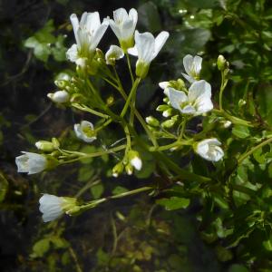 Photographie n°2213624 du taxon Nasturtium officinale R.Br. [1812]