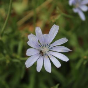 Photographie n°2213662 du taxon Cichorium intybus L. [1753]