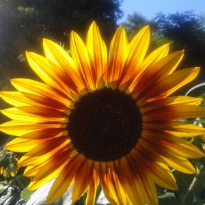 Photographie n°2213727 du taxon Helianthus annuus L. [1753]