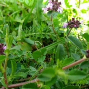 Photographie n°2213778 du taxon Thymus serpyllum L. [1753]