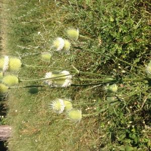 Photographie n°2213787 du taxon Dipsacus laciniatus L. [1753]