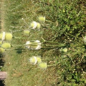 Photographie n°2213789 du taxon Dipsacus laciniatus L. [1753]