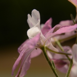 Photographie n°2213828 du taxon Delphinium ajacis L. [1753]