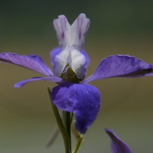 Photographie n°2213830 du taxon Delphinium ajacis L. [1753]