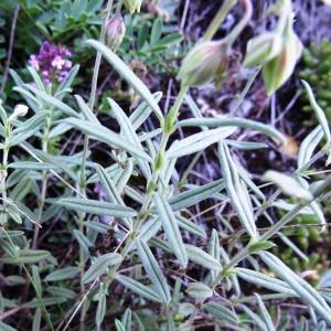 Photographie n°2213865 du taxon Helianthemum apenninum (L.) Mill.