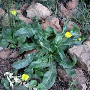 Photographie n°2213884 du taxon Crepis albida subsp. albida 