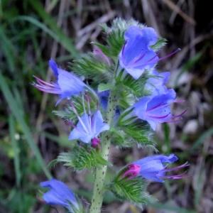 Photographie n°2213888 du taxon Echium vulgare L.