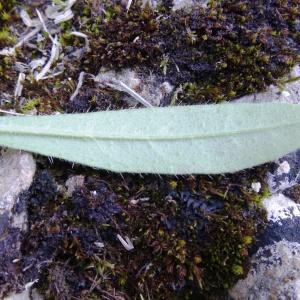 Photographie n°2213890 du taxon Echium vulgare L.