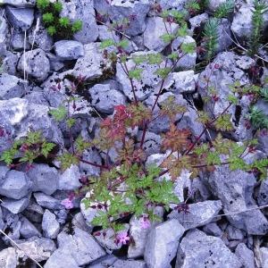 Photographie n°2213902 du taxon Geranium robertianum L.