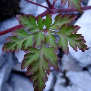 Photographie n°2213904 du taxon Geranium robertianum L.