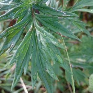 Photographie n°2213919 du taxon Artemisia vulgaris L. [1753]