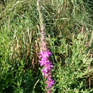 Photographie n°2213923 du taxon Lythrum salicaria L.