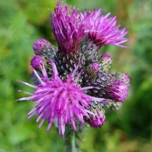 Photographie n°2213931 du taxon Cirsium palustre (L.) Scop. [1772]