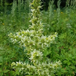 Photographie n°2213934 du taxon Veratrum album L. [1753]