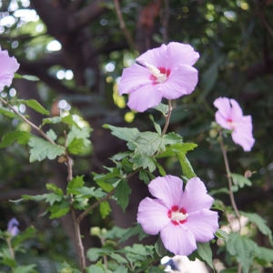 Photographie n°2213958 du taxon Hibiscus syriacus L. [1753]