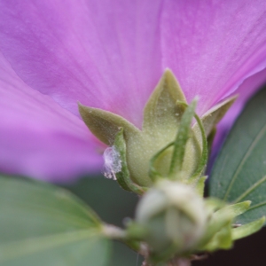 Photographie n°2213961 du taxon Hibiscus syriacus L. [1753]