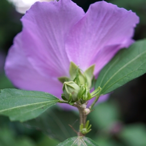 Photographie n°2213962 du taxon Hibiscus syriacus L. [1753]