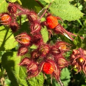 Photographie n°2213967 du taxon Rubus phoenicolasius Maxim. [1871]