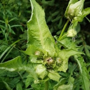 Photographie n°2213974 du taxon Cirsium oleraceum (L.) Scop. [1769]