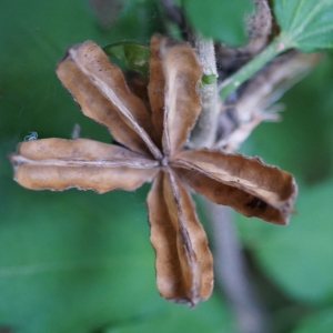 Photographie n°2213975 du taxon Hibiscus syriacus L. [1753]