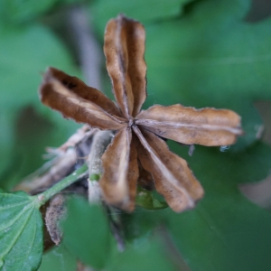 Photographie n°2213977 du taxon Hibiscus syriacus L. [1753]