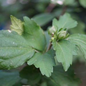 Photographie n°2213980 du taxon Hibiscus syriacus L. [1753]