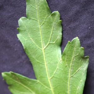 Photographie n°2213994 du taxon Hibiscus syriacus L. [1753]