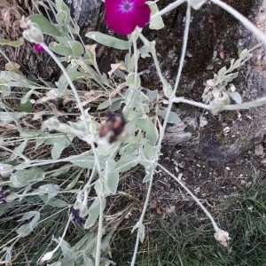 Photographie n°2214018 du taxon Lychnis coronaria (L.) Desr.