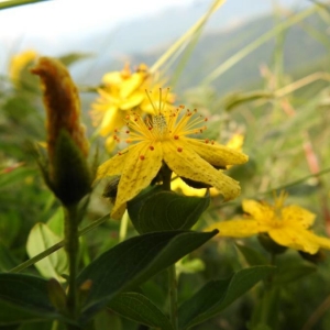 Photographie n°2214055 du taxon Hypericum richeri Vill. [1779]