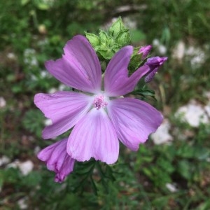 Photographie n°2214072 du taxon Malva moschata L. [1753]