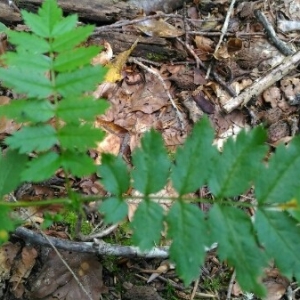 Photographie n°2214081 du taxon Sorbus aucuparia L. [1753]