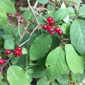Photographie n°2214082 du taxon Lonicera xylosteum L. [1753]