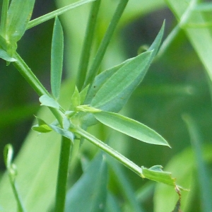 Photographie n°2214090 du taxon Lathyrus pratensis L. [1753]