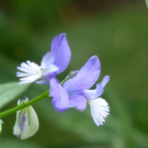 Photographie n°2214094 du taxon Polygala vulgaris L. [1753]