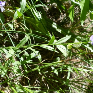 Photographie n°2214096 du taxon Polygala vulgaris L. [1753]