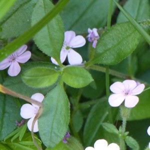 Photographie n°2214113 du taxon Saponaria ocymoides L. [1753]