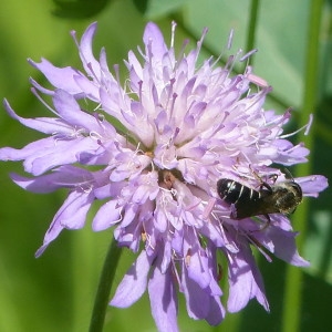 Photographie n°2214115 du taxon Knautia arvensis (L.) Coult. [1828]