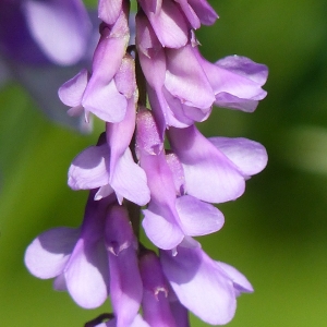 Photographie n°2214120 du taxon Vicia cracca L. [1753]