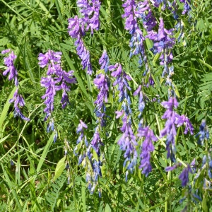 Photographie n°2214121 du taxon Vicia cracca L. [1753]