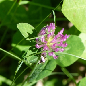 Photographie n°2214127 du taxon Trifolium pratense L. [1753]