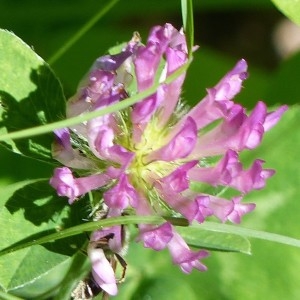 Photographie n°2214128 du taxon Trifolium pratense L. [1753]